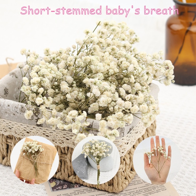 Baby Breath Dried - 50개 천연 건조 안개꽃(자이프로필라), DIY, 카드