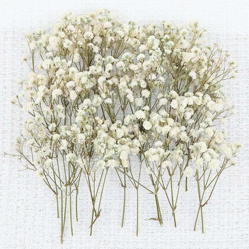 50개 천연 건조 안개꽃(자이프로필라), DIY, 카드 - Baby Breath Dried 리뷰 및 가격