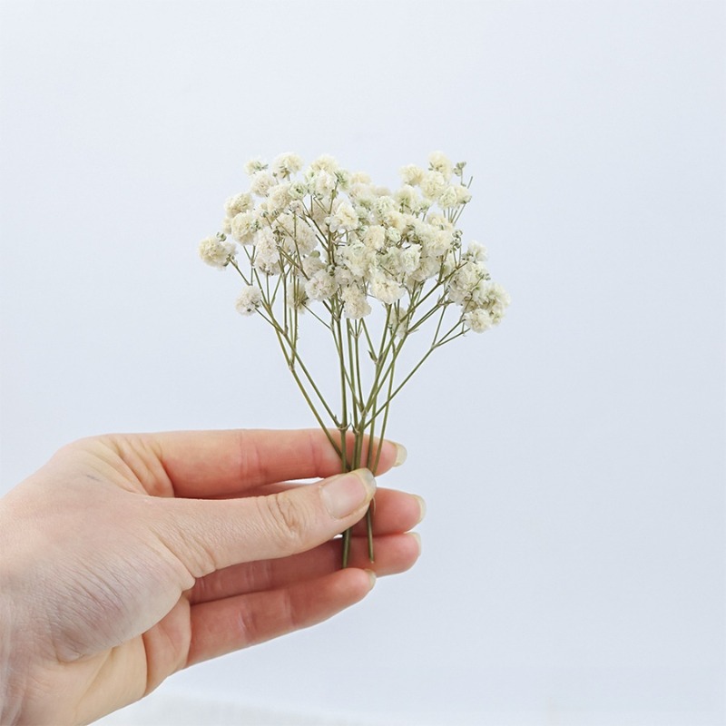 50개 천연 건조 안개꽃(자이프로필라), DIY, 카드 - Baby Breath Dried 리뷰 및 가격