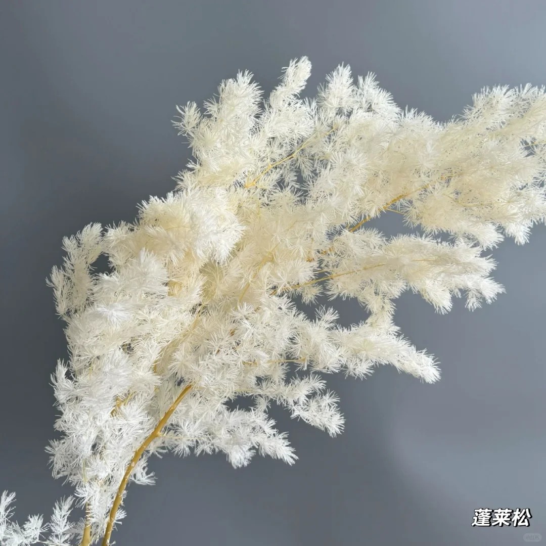 인스타일 홈 데코레이션 웨딩 배경 장식 드라이 플라워  - Baby Breath Dried 리뷰 및 가격