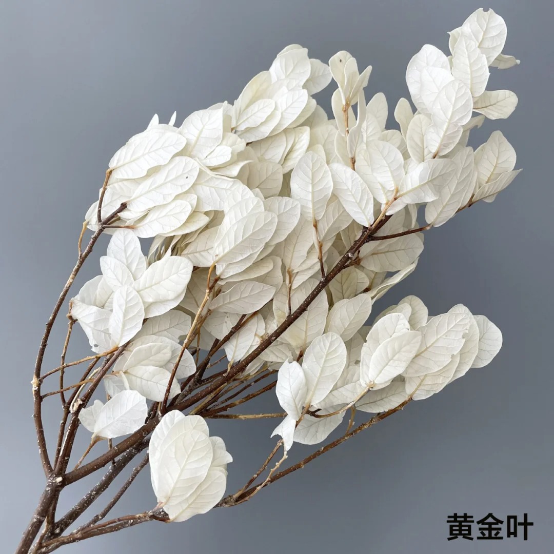 인스타일 홈 데코레이션 웨딩 배경 장식 드라이 플라워  - Baby Breath Dried 리뷰 및 가격